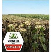Семена подсолнечника Pioneer PR62A91 / ПР62А91оригинал. фото