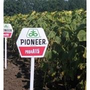 Семена подсолнечника Пионер ПР64А15 (Pioneer PR 64A15) фотография