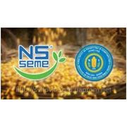Семена подсолнечника НС СУМО 2017 (NS SEME Сербия)