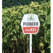 Семена подсолнечника Пионер ПР64Г32 (Pioneer PR64H32) фото