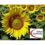 Гибрид подсолнечника пионер П64ЛЕ10 / P64LE10 (новый) Express Sun