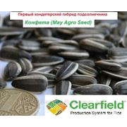 Семена подсолнечника Конфета - кондитерский гибрид устойчивый к гербициду Евро-Лайтнинг фото
