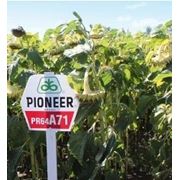 Семена подсолнечника Пионер ПР64А71 (Pioneer PR64A71) фото