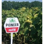 Семена подсолнечника Пионер ПР64Ф50 (Pioneer PR64F50 (новий) RM 43) фото