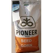 Семена подсолнечника Пионер фото