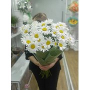 23 Ромашки фото