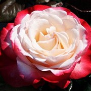Роза флорибунда Юбилей принца Монако