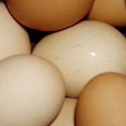 Яйца куриные в Казахстане фото