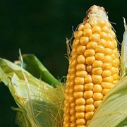 Семена гибридов кукурузы: Краснодарский 291 АМВ ФАО-290 фотография