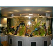 Ремонт стеклянных крупногабаритных аквариумов фото