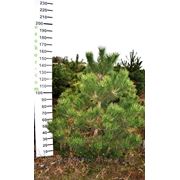 Сосна крымская - Pinus nigra фото