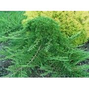 Juniperus horizontalis Prince of Wales (шт.)