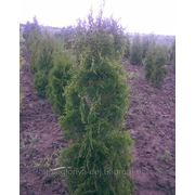 Туя западная ф.колоновидная (Thuja occidentalis Columna). 2,0м