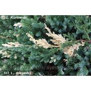 Juniperus chinensis Stricta Variegata (шт.)