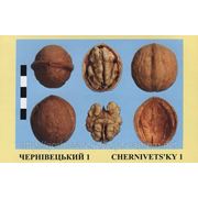Привитые саженцы ореха грецкого — Черновицкий 1