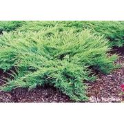 Juniperus sabina Glauca (шт.)