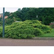 Juniperus pfitzeriana Pfitzeriana (шт.) фотография