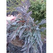 Можжевельник горизонтальний “Blue Chip“ Juniperus horizontalis 'Blue Chip' фото