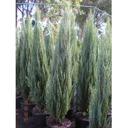 Можжевельник скальный Juniperus scopolorum "Blue Arrow" 200/220 -
