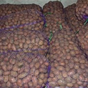 Продам картофель оптом 2017 г. от производителя фото