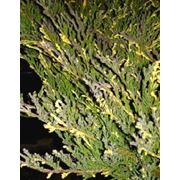 Можжевельник казацкий “Variegata“ (Juniperus sabina Variegata) фото