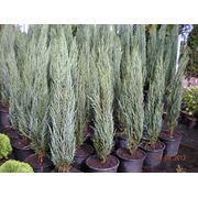 Можжевельник скальный Juniperus scopolorum "Blue Arrow" 120/140 -