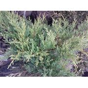 Можжевельник средний “Пфитзериана“ (Juniperus media 'Pfitzeriana') фото