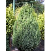 Juniperus chinensis "Stricta" 100/120 - Можжевельник китайский