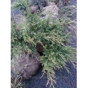 Можжевельник средний “Голд Стар“ ( Juniperus pfitzeriana Gold Star ) фото