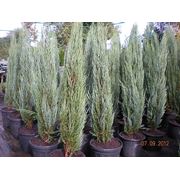 Можжевельник скальный Juniperus scopolorum “Blue Arrow“ 160/180 - фотография