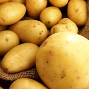 Картопля насіннева сорту Тоскана фото