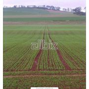 Страхование урожая с/х культур фото