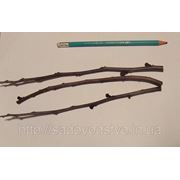 ЧЕРЕНКИ СОРТОВОЙ АЗИМИНЫ фото