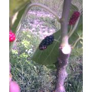 Шелковица черная гибридная крупноплодная 1,8-2,5м фото