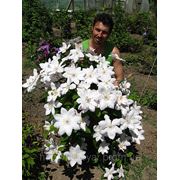 Саженцы клематисов фото