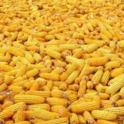 Кукуруза посевная