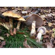 Мицелий (грибница) ПАУТИННИКА ЖЕЛТОГО ( ПРИБОЛОТНИК ТРИУМФАЛЬНЫЙ ) маточный зерновой биологически высушеный фото