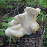 Мицелий (грибница) КРЕОЛОФУС УСИКОВЫЙ ( ЕЖОВИК УСИКОВЫЙ ) маточный зерновой биологически высушеный фото