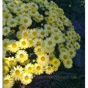 Хризантема корейская 18 черенок фото