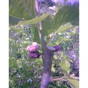 Шелковица фиолетовая гибридная крупноплодная высотой 1,8-2,5м фото