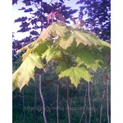 Клен гостролистий золотолистий кулястий (Acer platanoides “Summer Gold“) фото