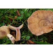 Мицелий (грибница) МЛЕЧНИКА ЛИЛОВЕЮЩЕГО маточный зерновой биологически высушеный фото