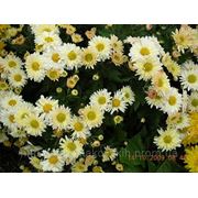 Хризантема мультифлора 3 черенок фото