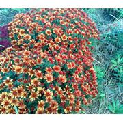 Хризантемы мультифлора 8 маточник фото
