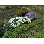 Цветы многолетние иберис вечнозеленый фото