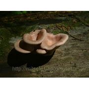 Мицелий (грибница) ПАННУСА УХОВИДНОГО маточный зерновой биологически высушеный фото