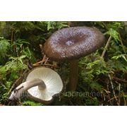 Мицелий (грибница) МЛЕЧНИКА ДРЕВЕСИННОГО БУРОГО маточный зерновой биологически высушеный фото