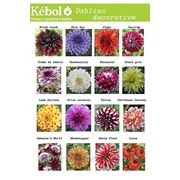 Георгина декоративная фото