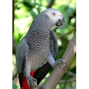 Серый попугай фотография