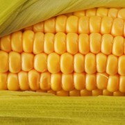 Кукурудза гибридная ДКС 4590 Monsanto